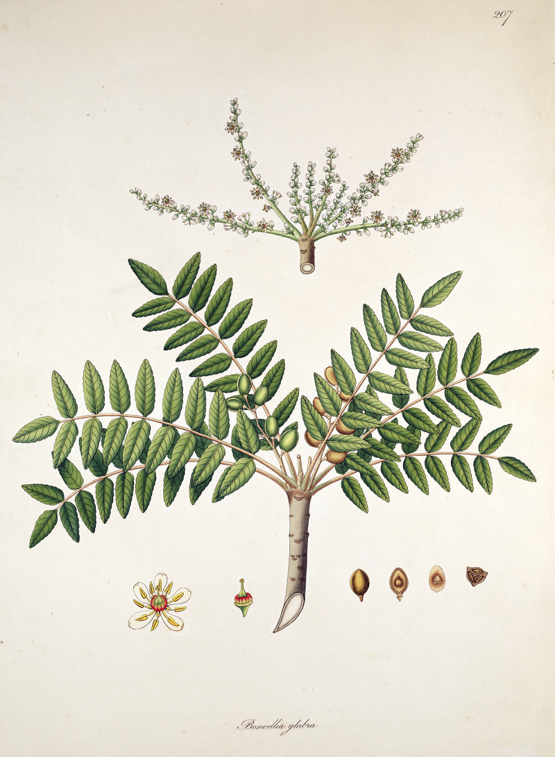 boswellia_glabra_serrata.jpg boswellia_glabra_serrata.jpg