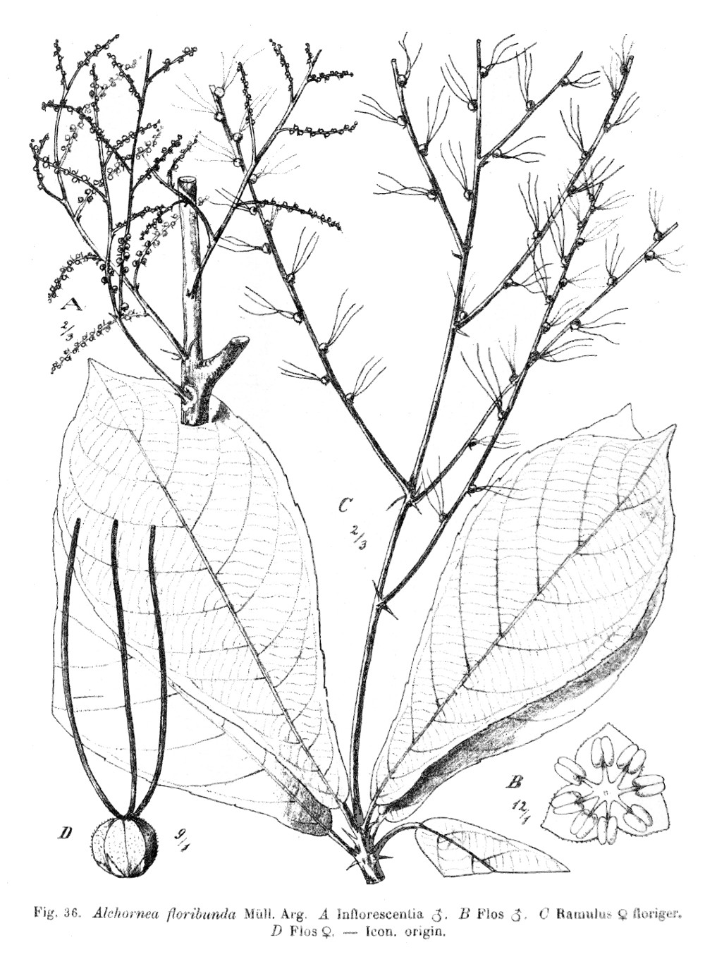 alchornea_floribunda.jpg alchornea_floribunda.jpg