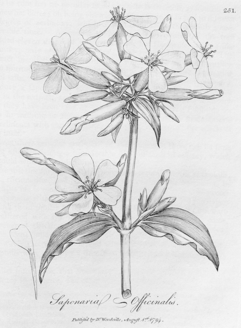 saponaria_officinalis_d.jpg saponaria_officinalis_d.jpg