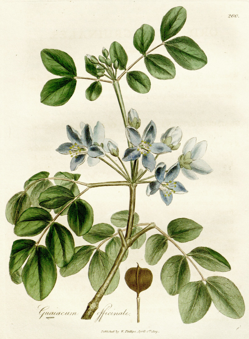 guaiacum_officinale.jpg guaiacum_officinale.jpg