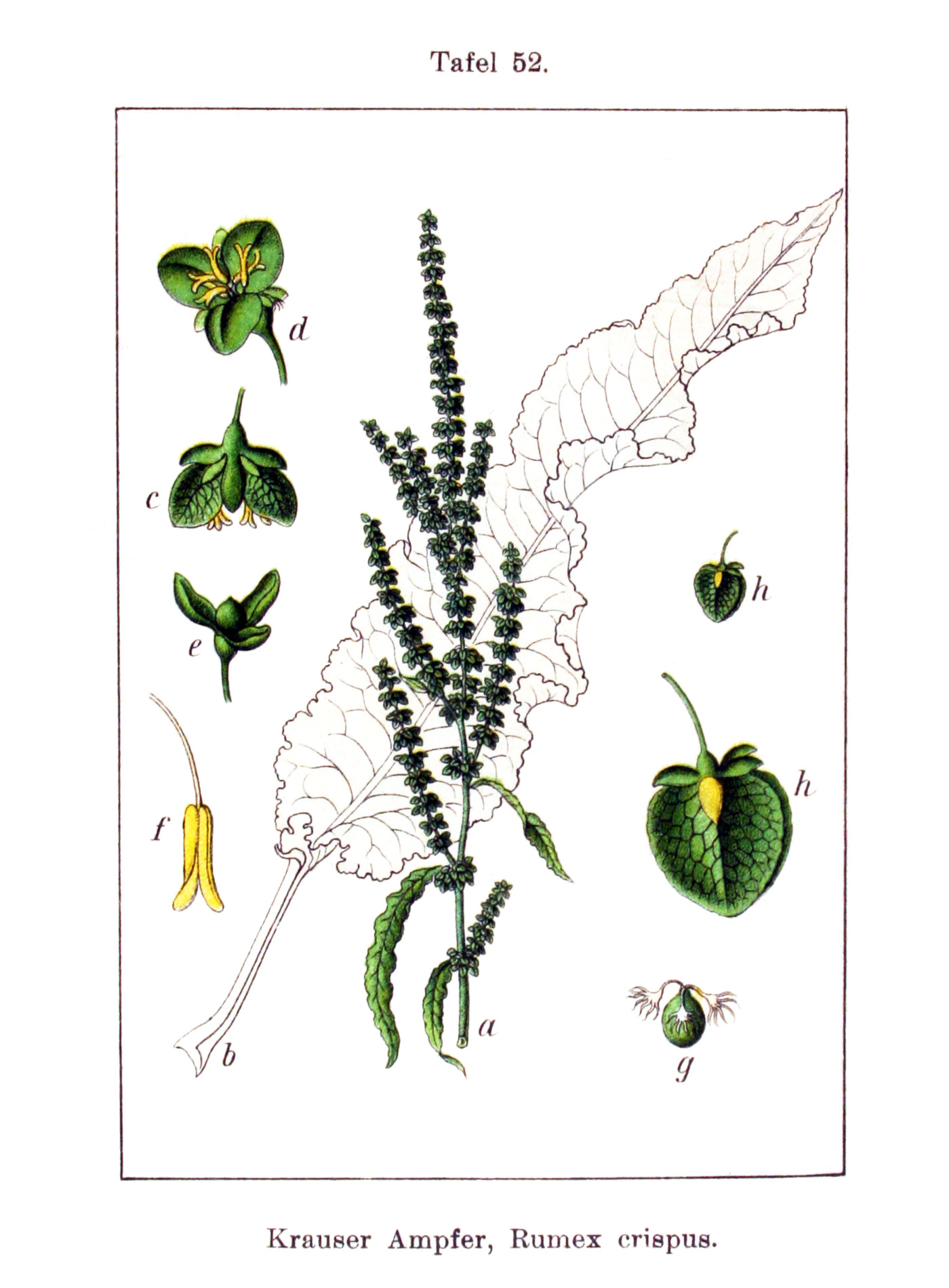 rumex_crispus.jpg