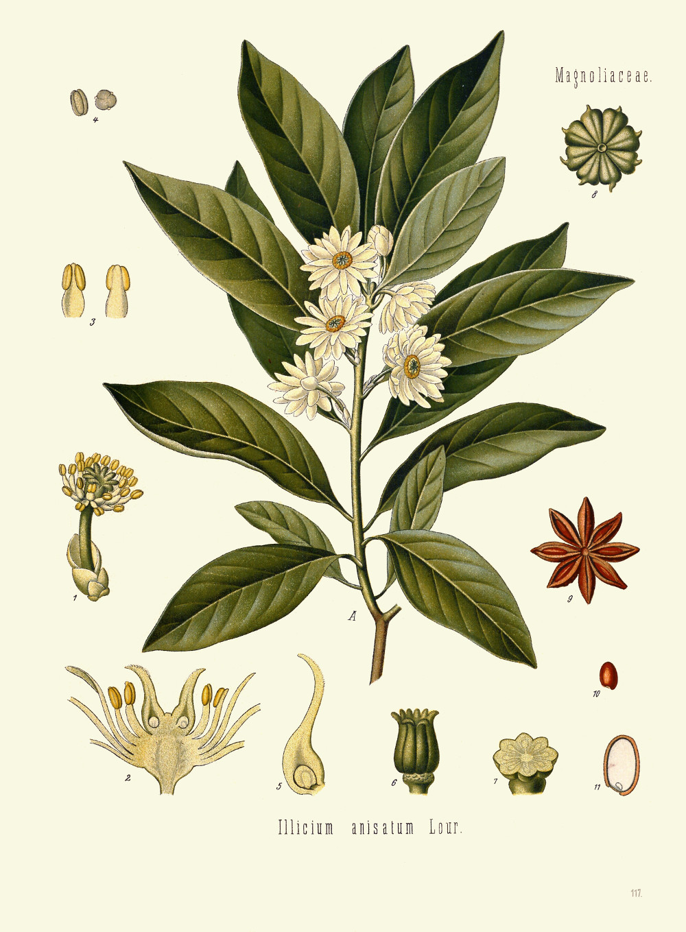 illicium_anisatum.jpg