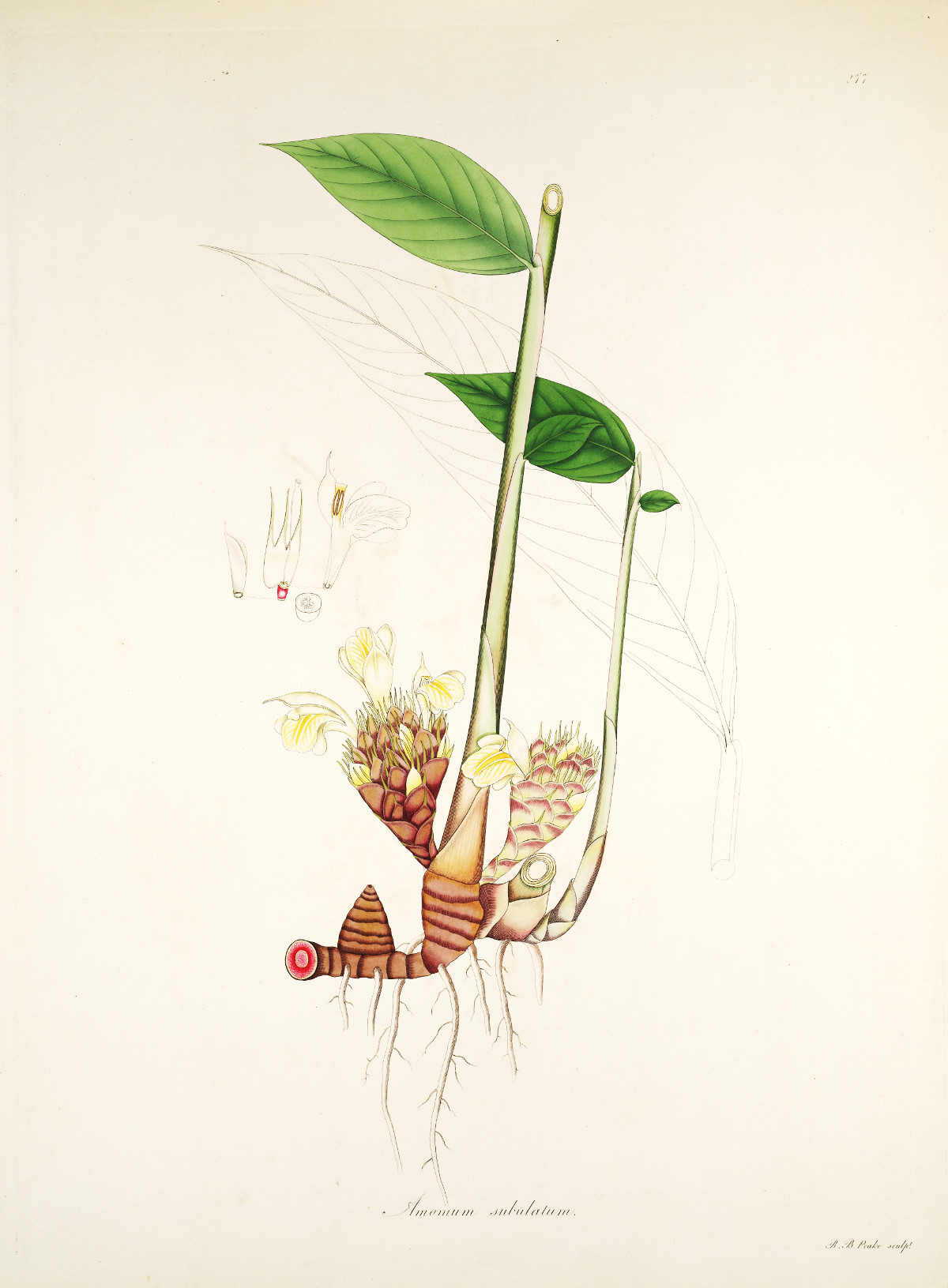 amomum_subulatum.jpg amomum_subulatum.jpg