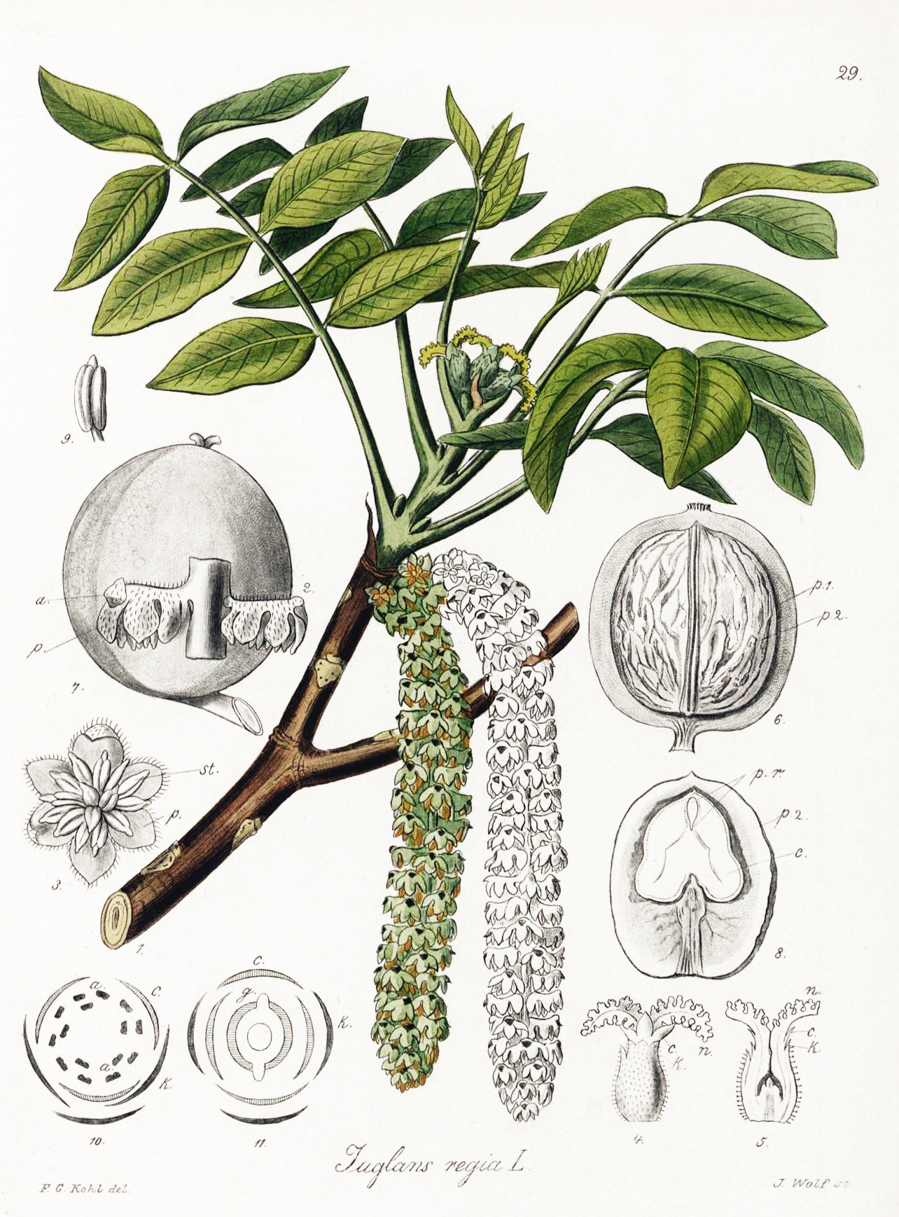 juglans_regia.jpg juglans_regia.jpg