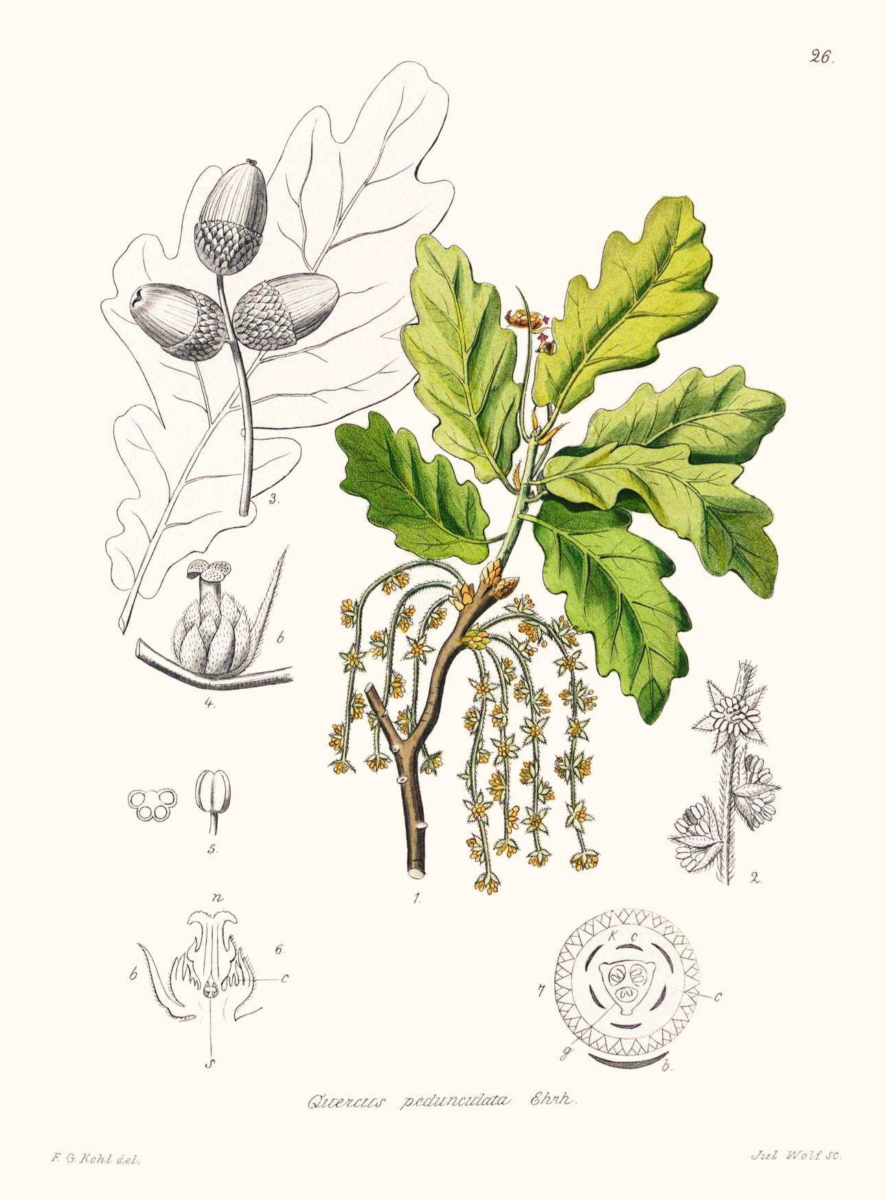 quercus_pedunculata.jpg quercus_pedunculata.jpg