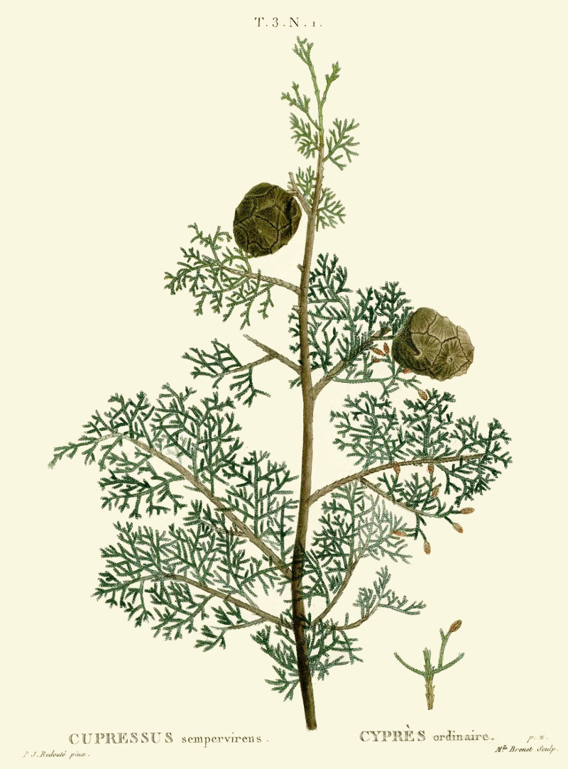 cupressus_sempervirens.jpg