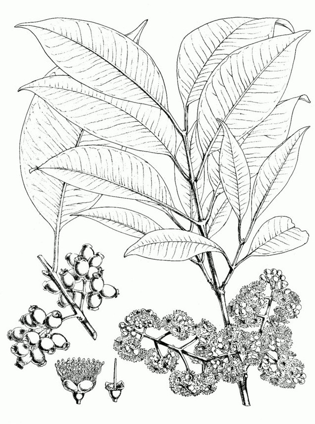 syzygium_cumini.jpg syzygium_cumini.jpg