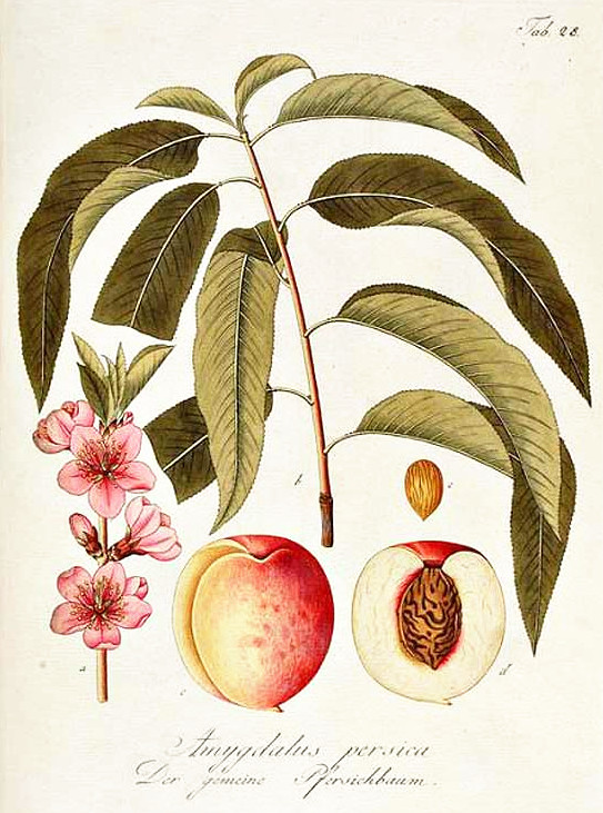 pfirsich.jpg pfirsich.jpg