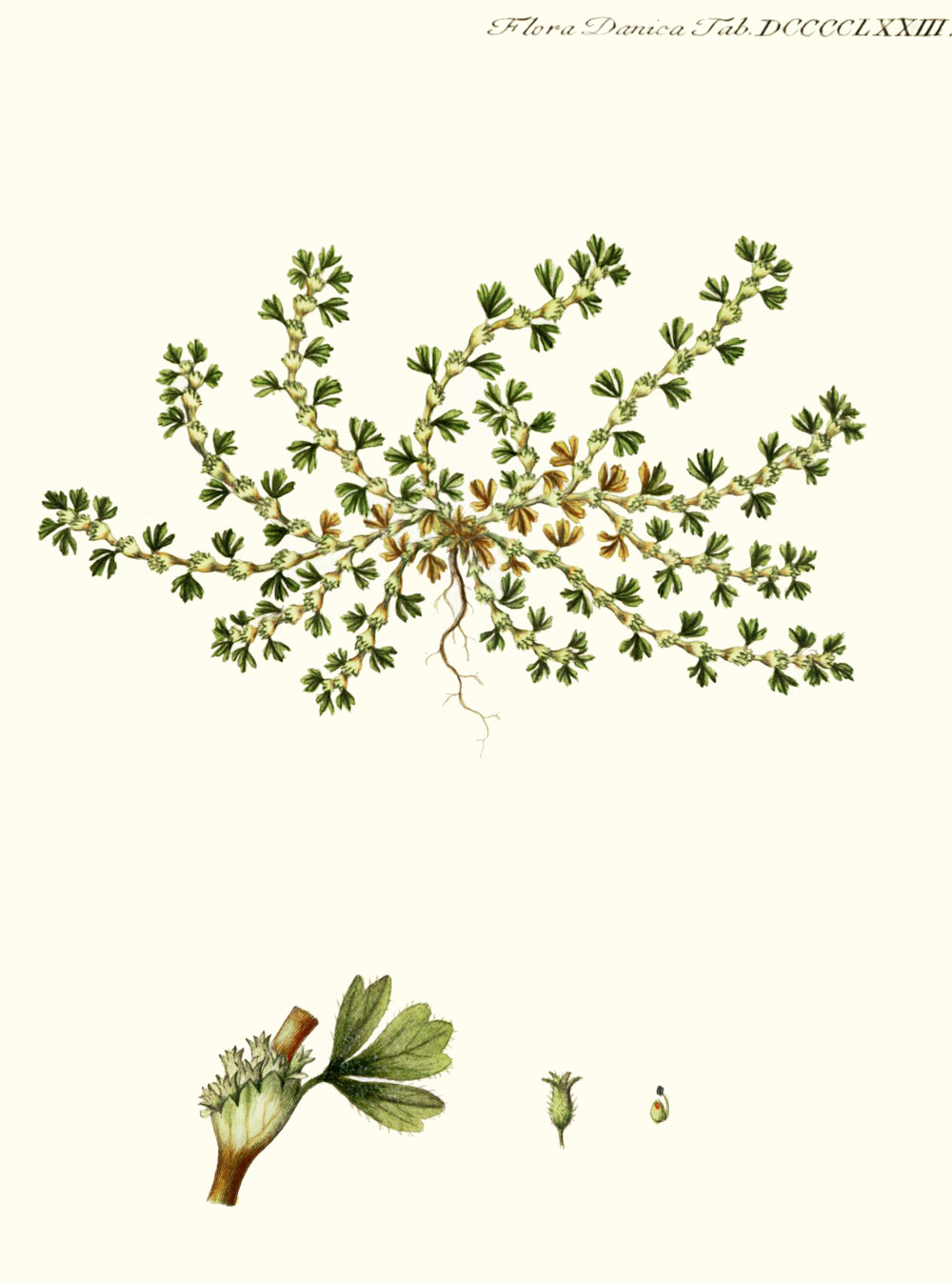 alchemilla_arvensis.jpg alchemilla_arvensis.jpg