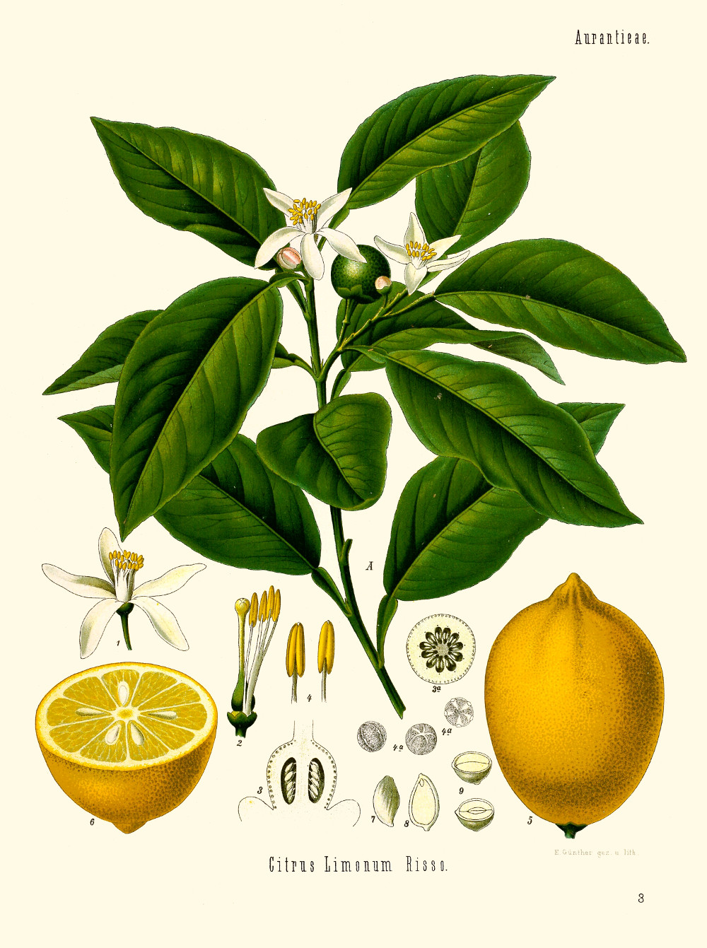 citrus_limon.jpg citrus_limon.jpg