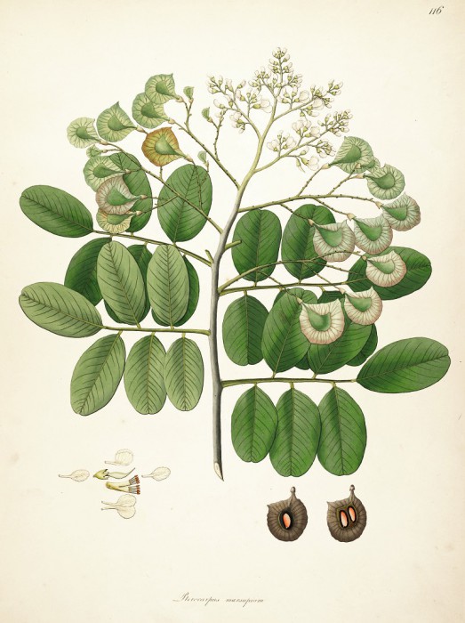 pterocarpus_m.jpg