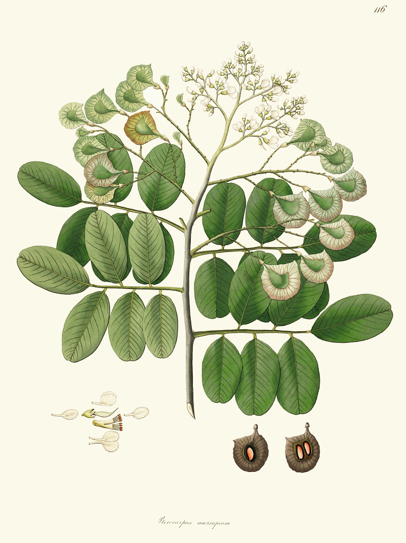 pterocarpus_m.jpg pterocarpus_m.jpg