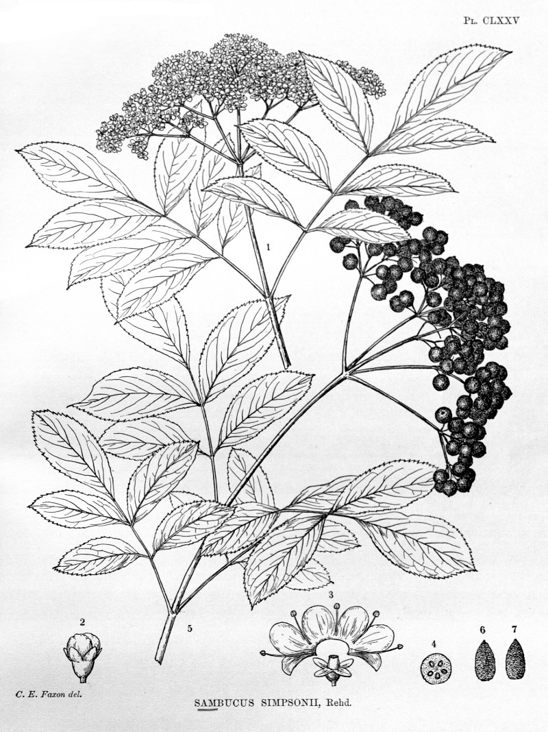 sambucus_canadensis.jpg sambucus_canadensis.jpg