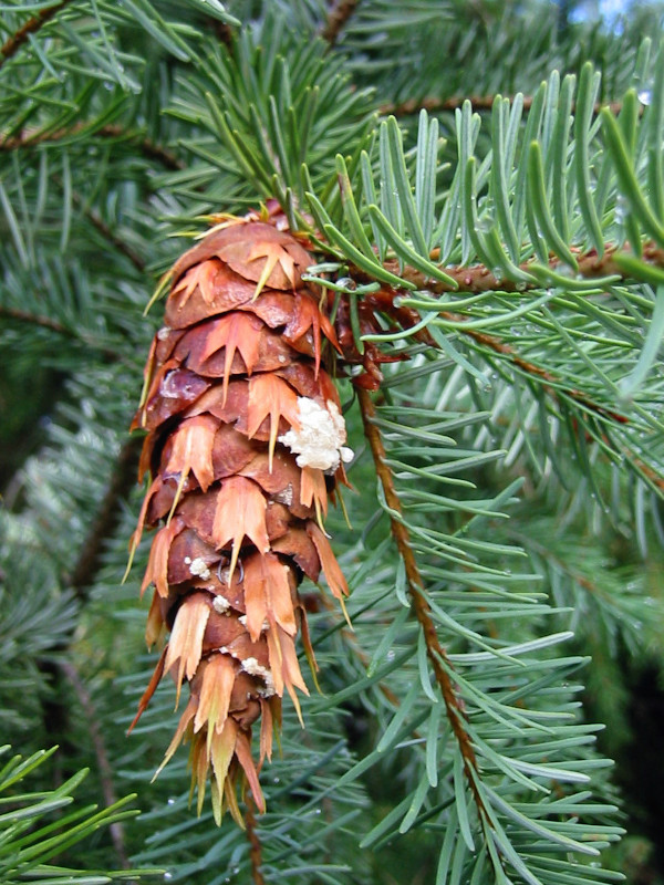 douglasfir_conefol.jpg douglasfir_conefol.jpg