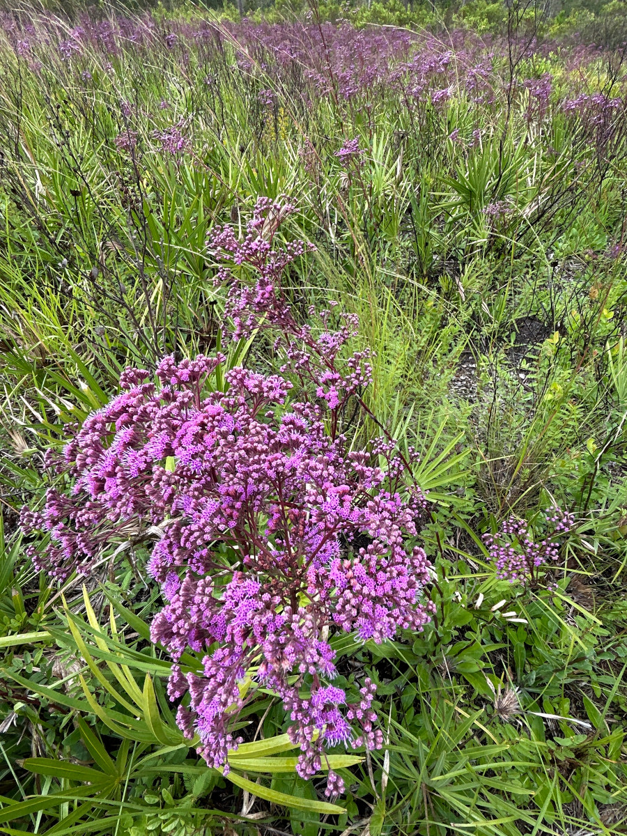 trilisia_odo.jpg trilisia_odo.jpg