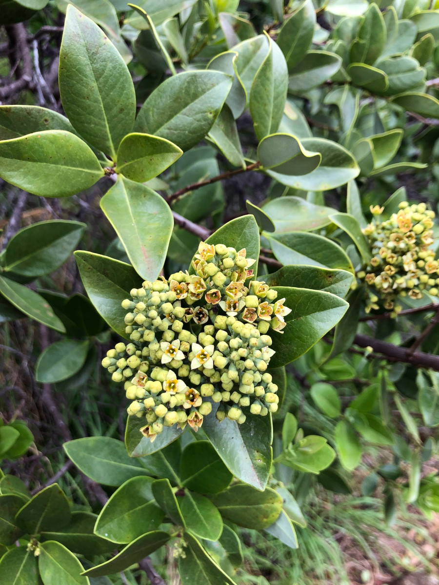 santalum_panic.jpg santalum_panic.jpg