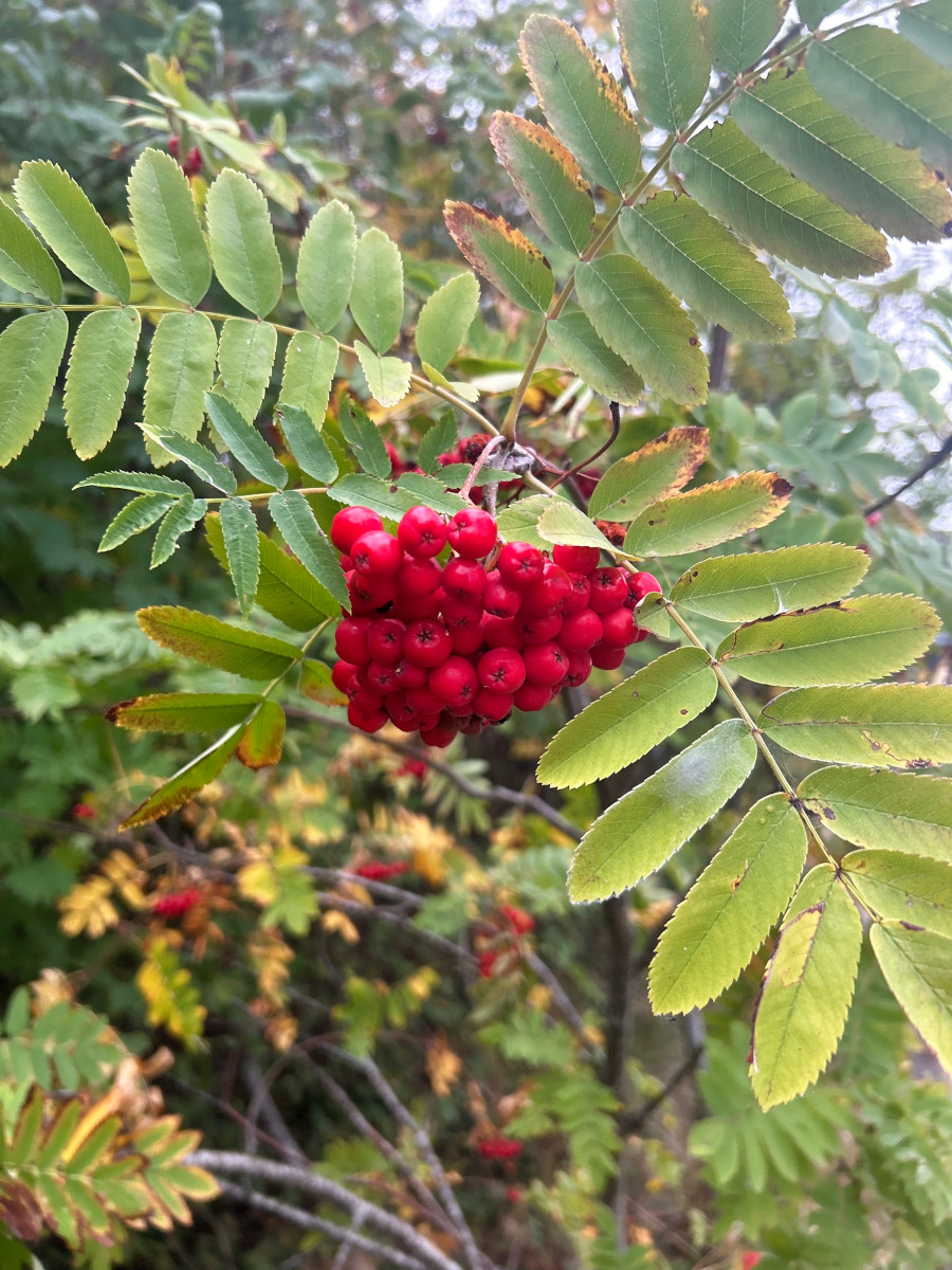 sorbus_au.jpg sorbus_au.jpg