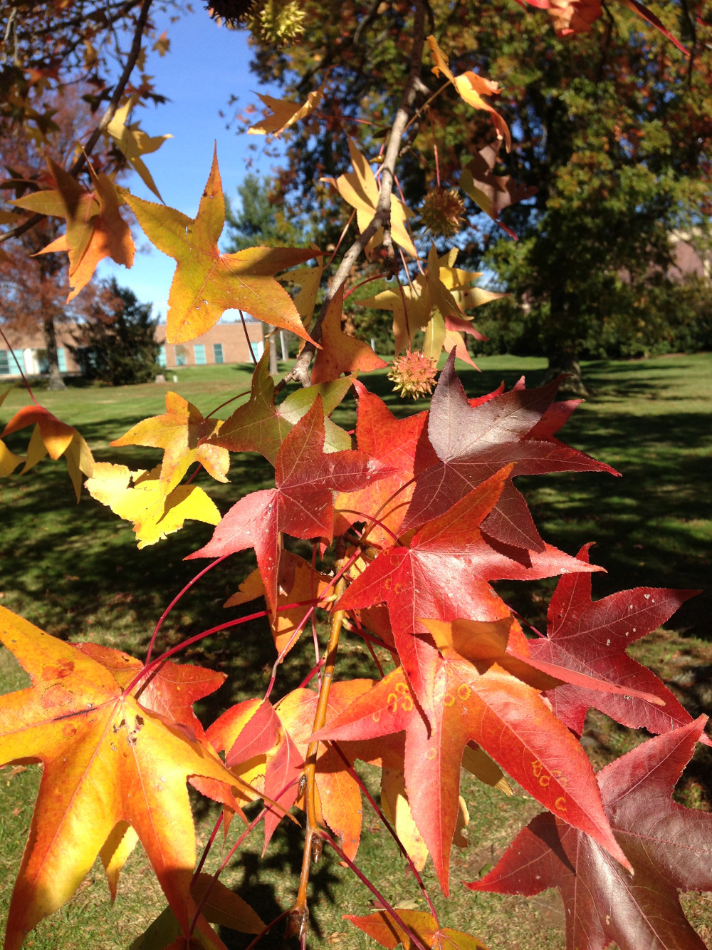 sweetgum2014.jpg