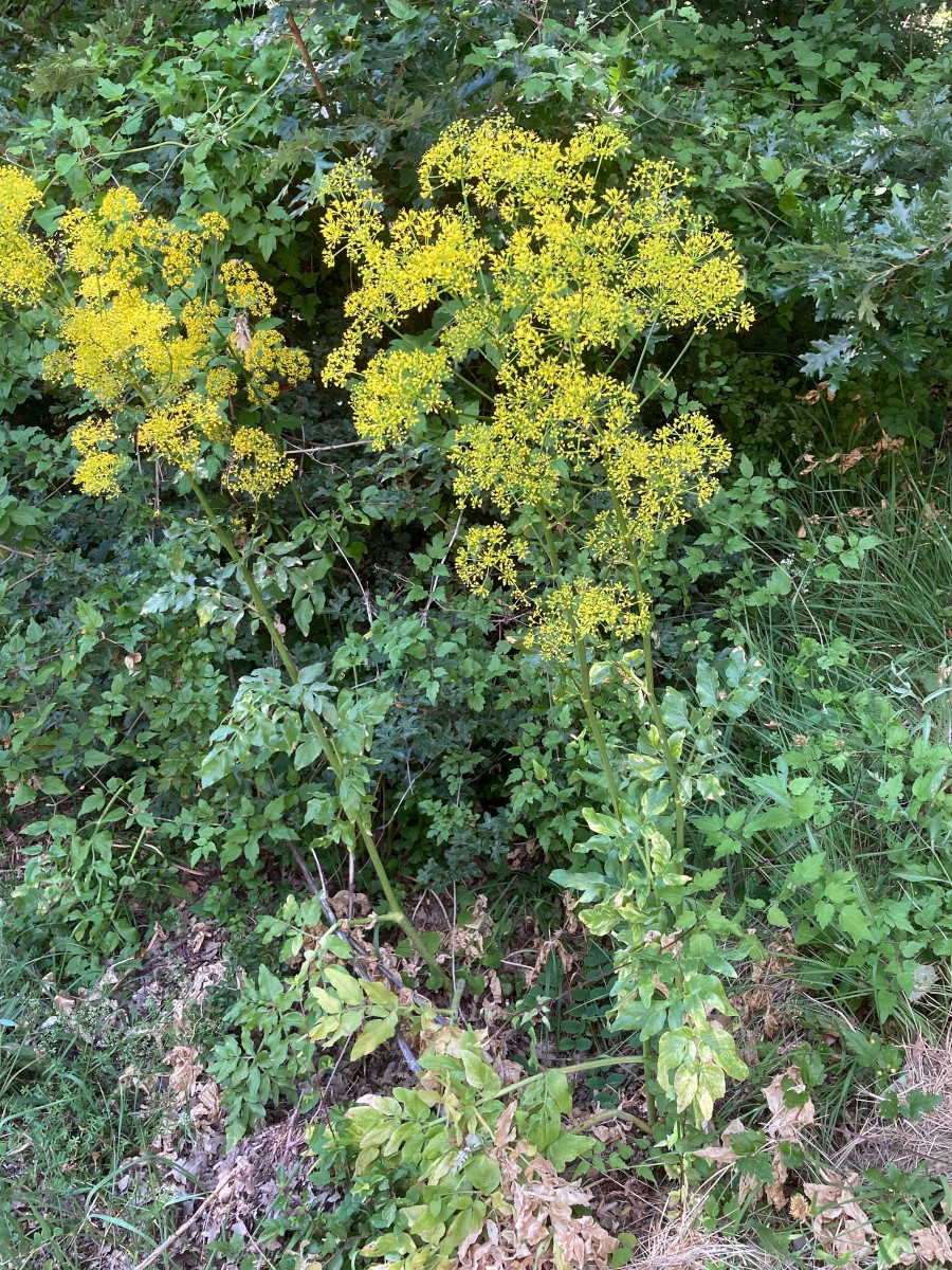 opopanax_chir.jpg opopanax_chir.jpg