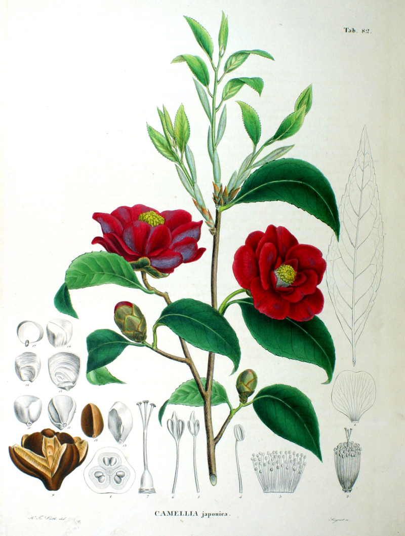 camellia_japonica.jpg