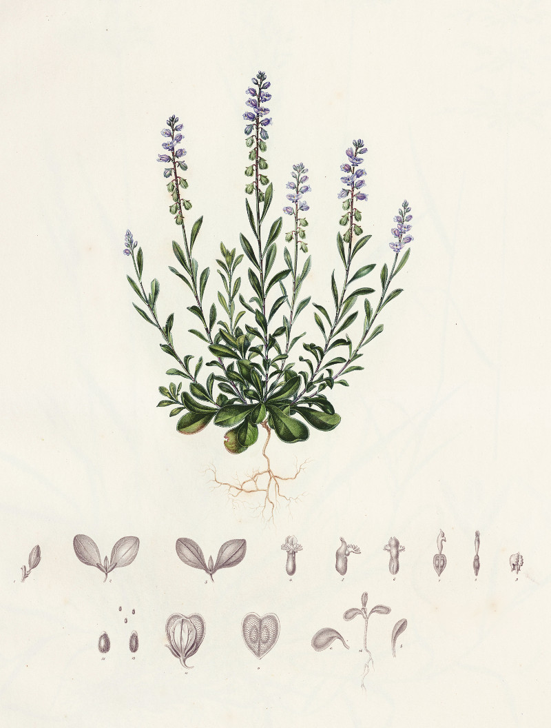 polygala_amara.jpg polygala_amara.jpg