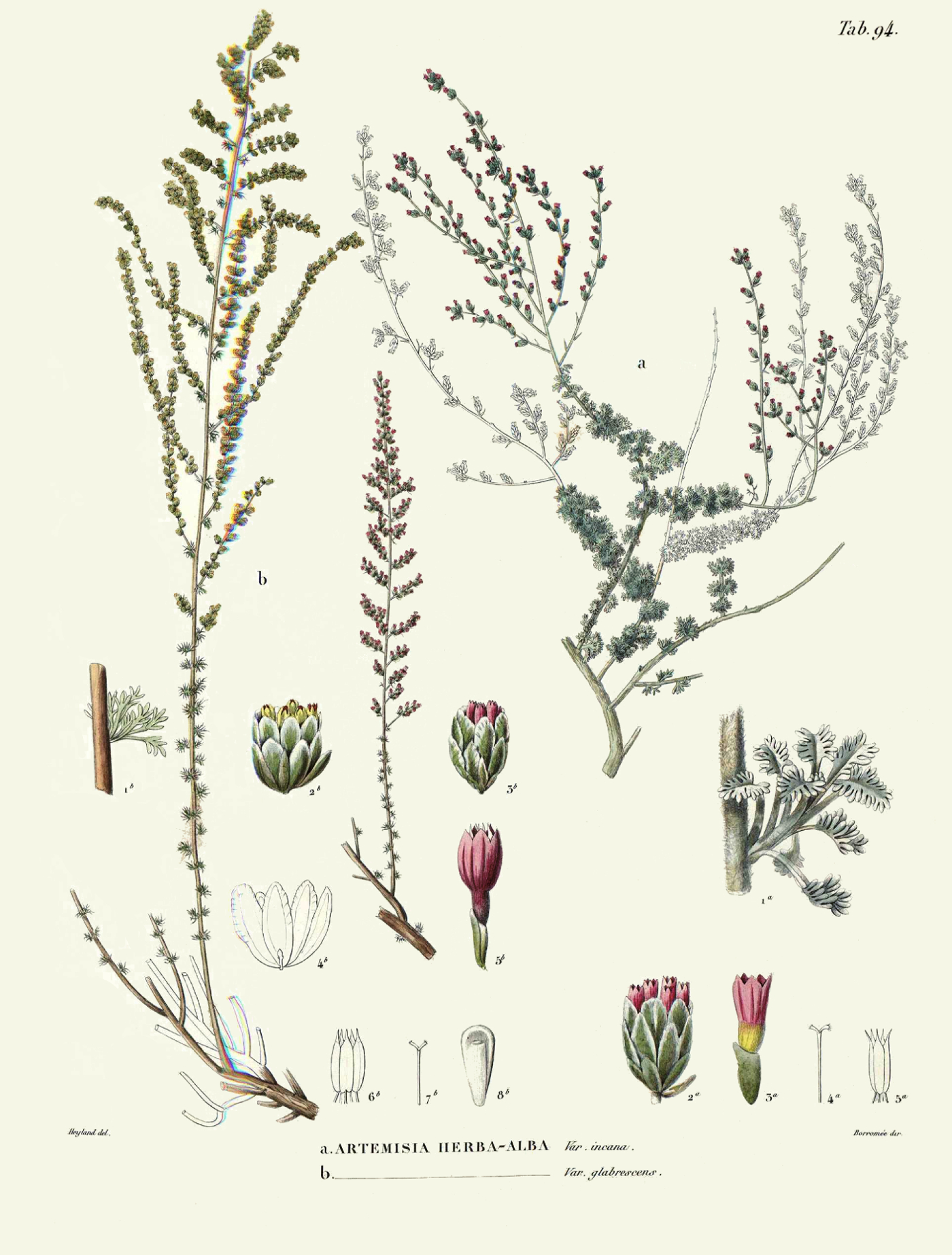 artemisia_herbaalba.jpg artemisia_herbaalba.jpg