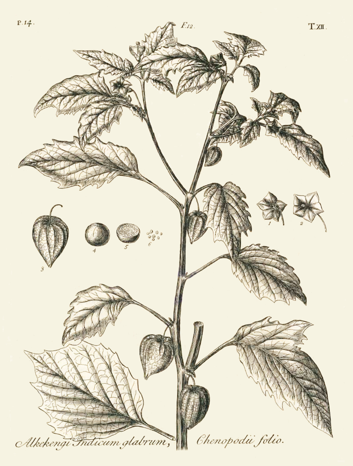 physalis_pruinosa.jpg physalis_pruinosa.jpg