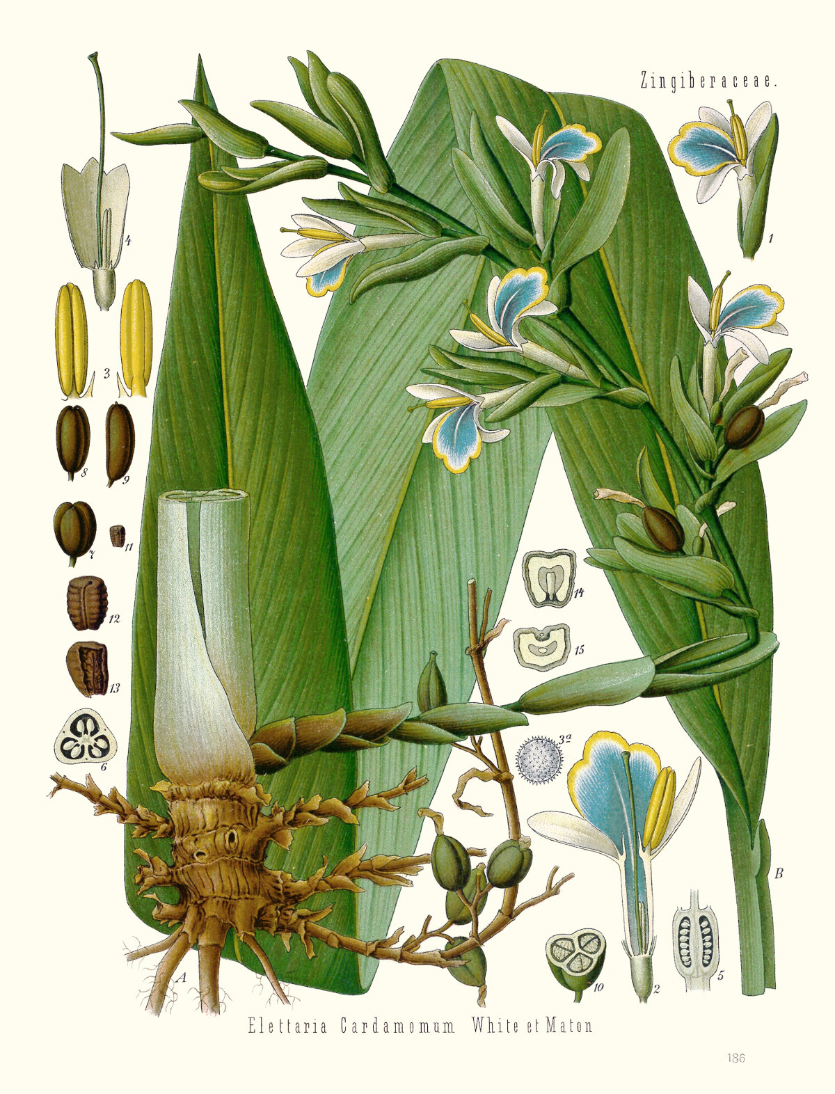 elettaria_cardamomum.jpg elettaria_cardamomum.jpg
