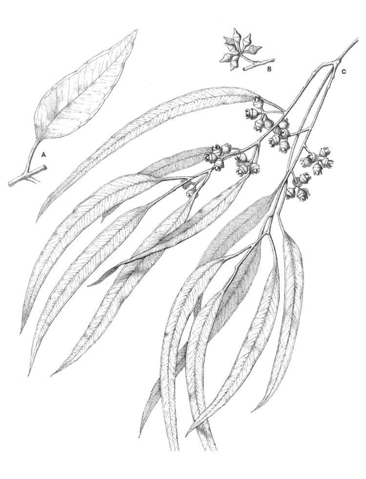 eucalyptus_calmodulensis.jpg eucalyptus_calmodulensis.jpg