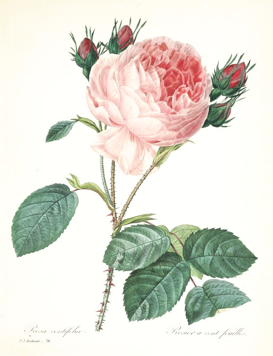 rosa_centifolia.jpg rosa_centifolia.jpg