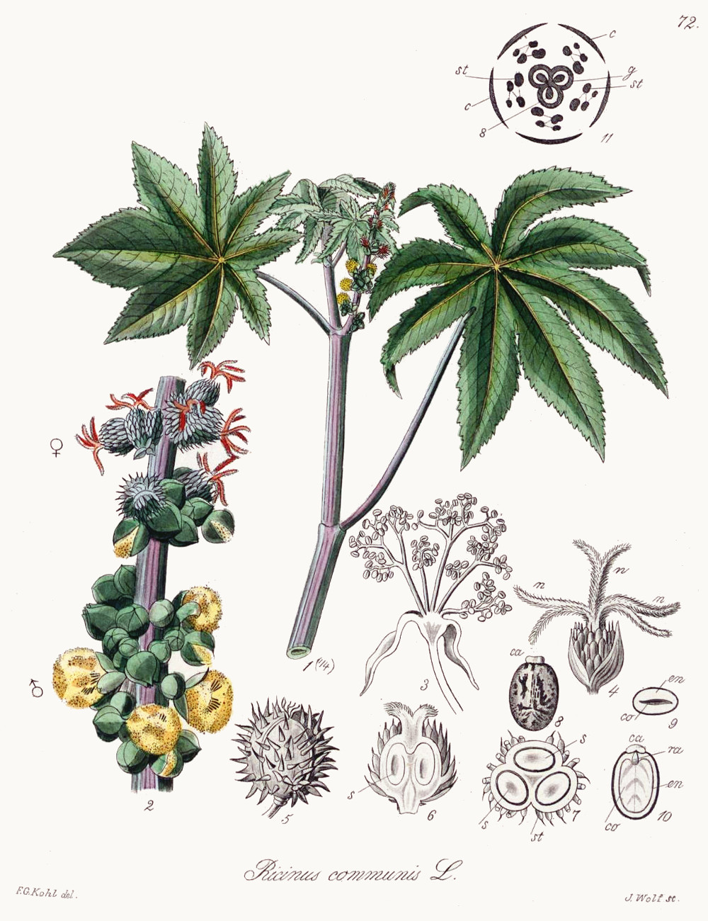 ricinus_communis_kohl.jpg