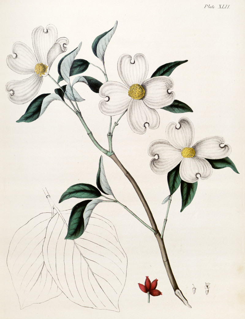 cornus_florida.jpg cornus_florida.jpg