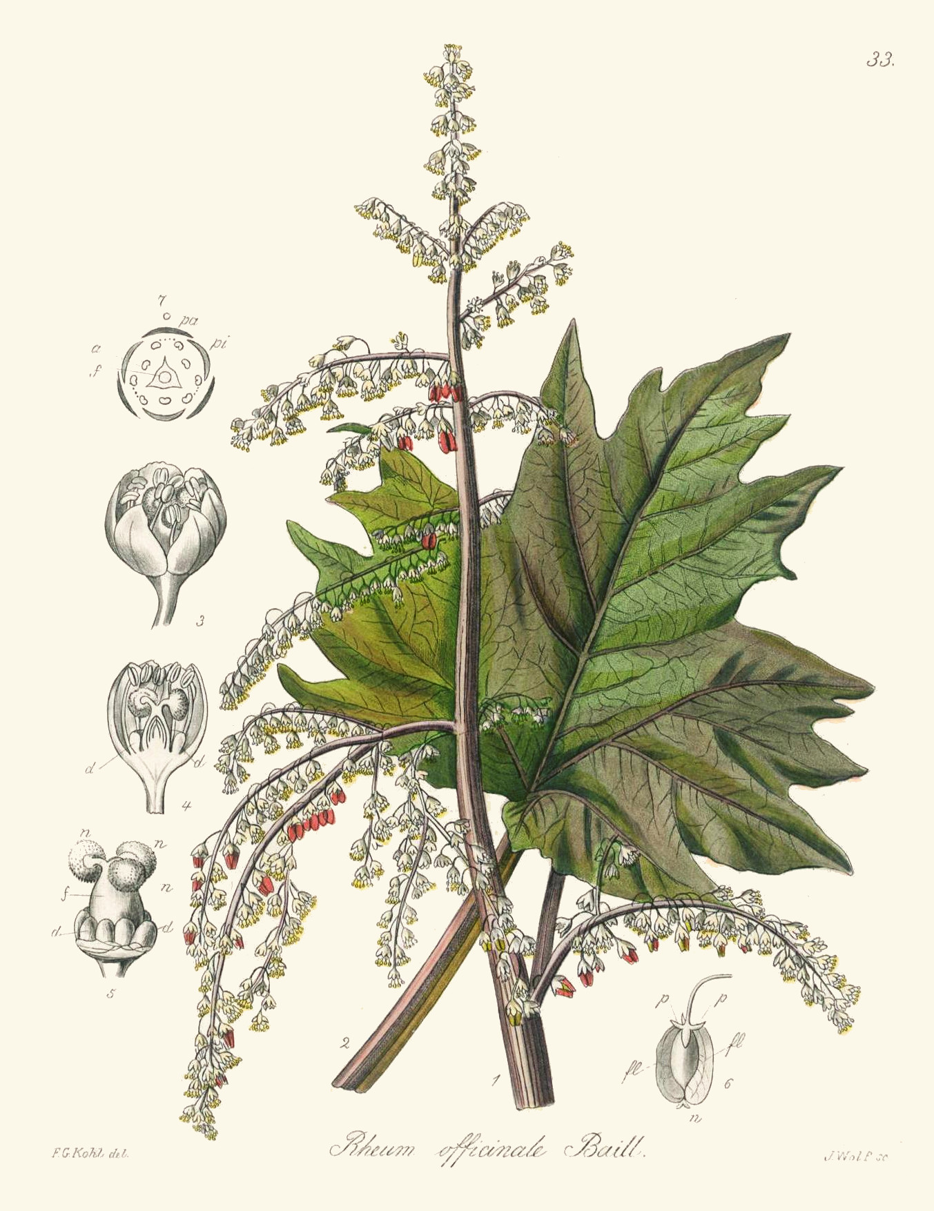 rheum_officinale.jpg rheum_officinale.jpg
