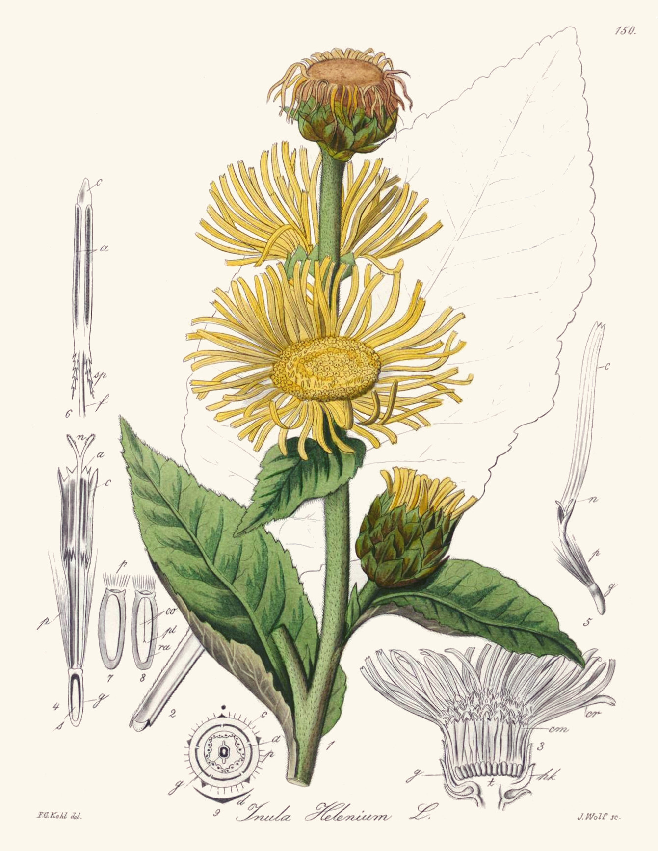 inula_helenium.jpg