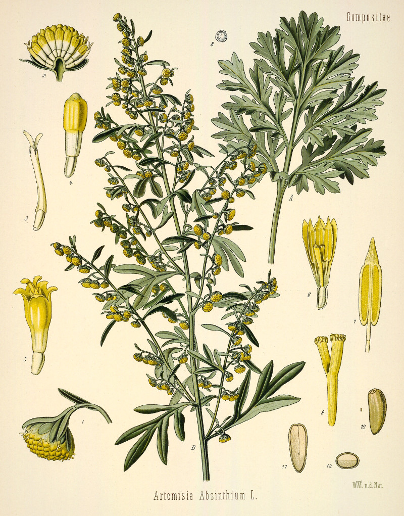 artemisia_absinthium.jpg artemisia_absinthium.jpg