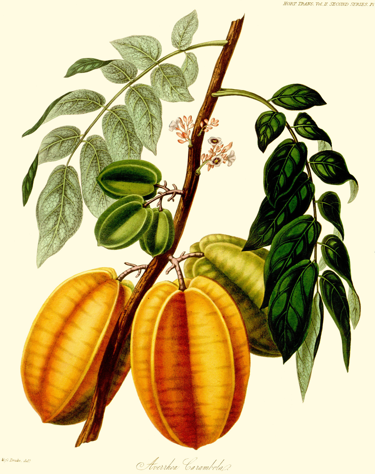 avarrhoa_carambola.jpg avarrhoa_carambola.jpg