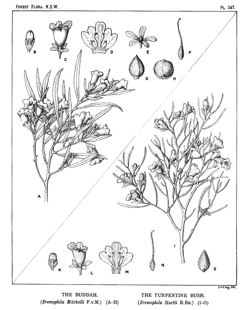 eremophila_mithellii.jpg eremophila_mithellii.jpg