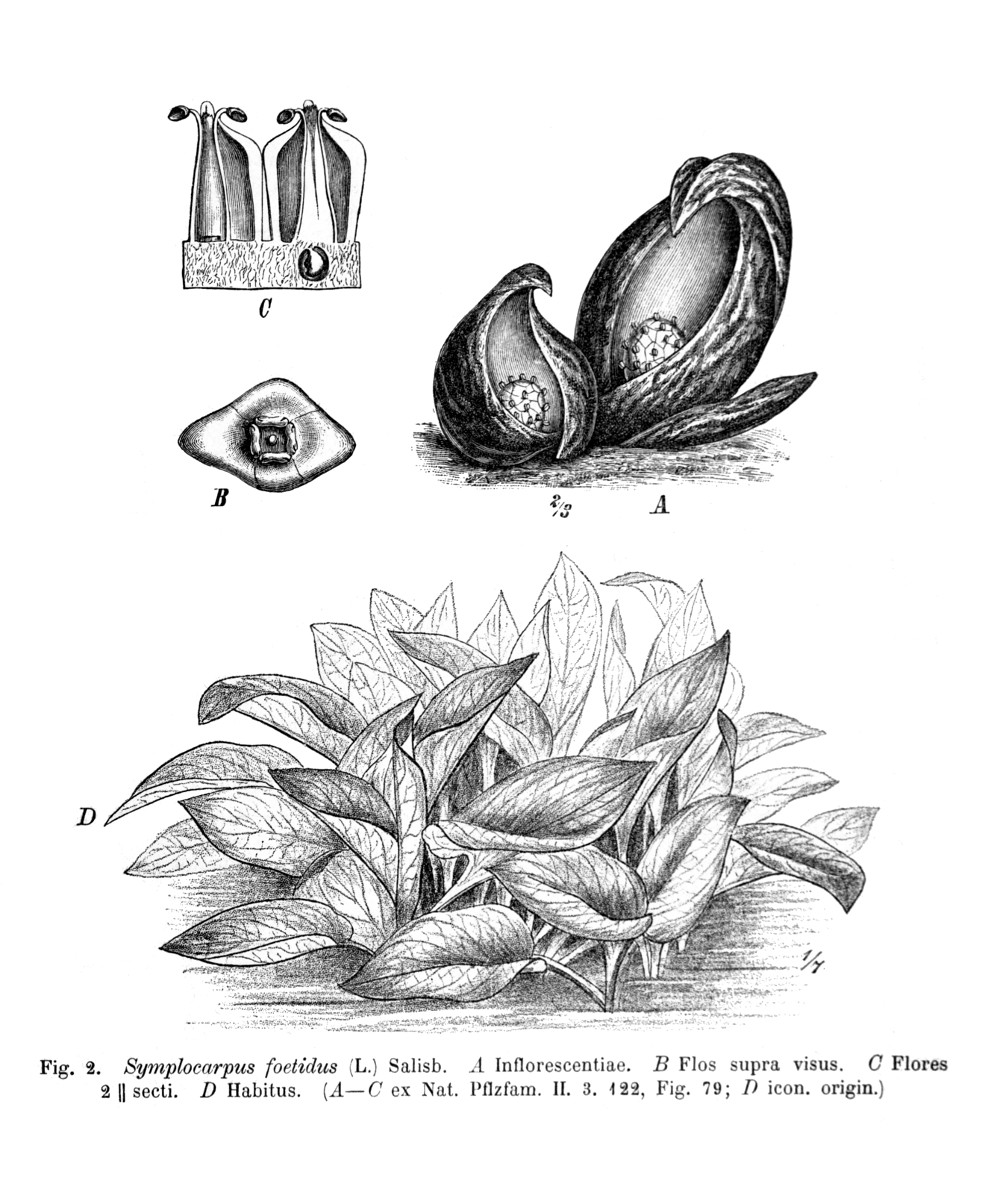 symplocarpus_foetidus.jpg symplocarpus_foetidus.jpg
