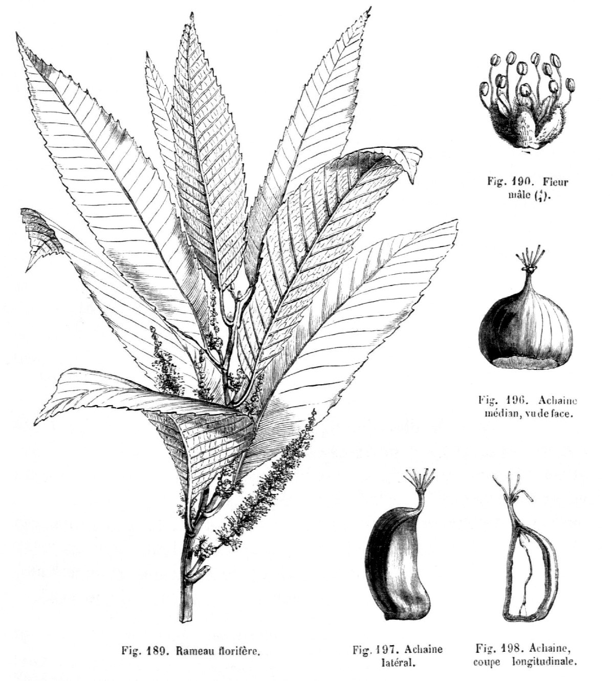 castanea.jpg castanea.jpg