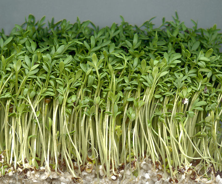 gartenkresse.jpg gartenkresse.jpg