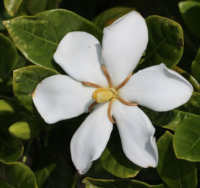 gardenia_jasminoides_simple.jpg gardenia_jasminoides_simple.jpg
