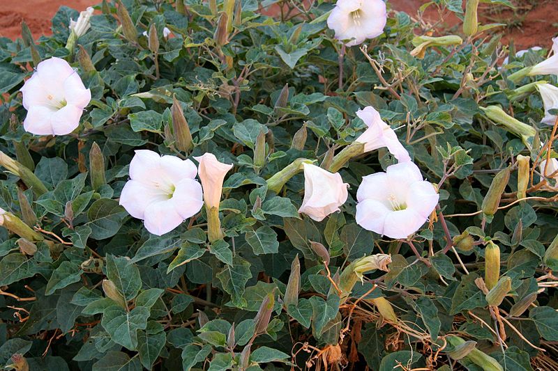 datura_wrightii.jpg