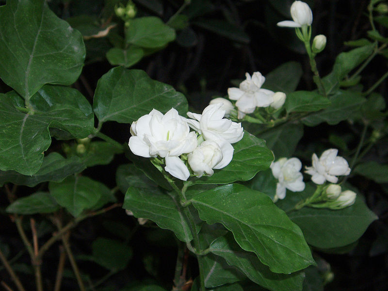 800px-jasminumsambac3.jpg 800px-jasminumsambac3.jpg