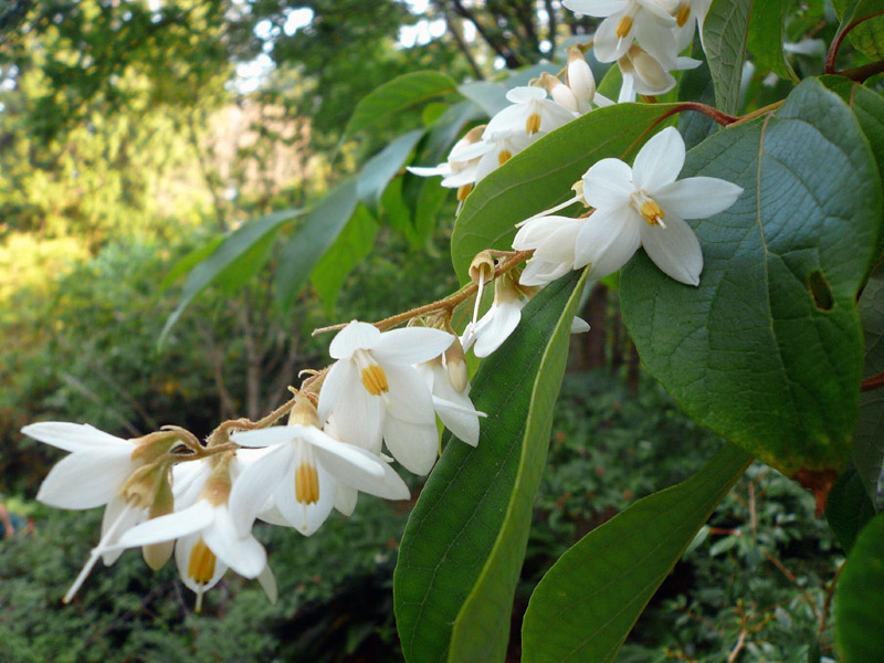 styrax-tonkinensis.jpg