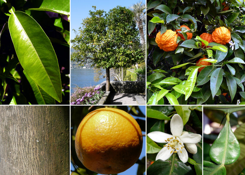 citrus_aurantium.jpg citrus_aurantium.jpg
