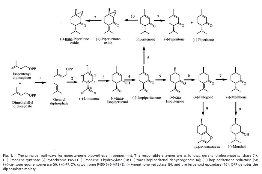 mentholsynthese.jpg mentholsynthese.jpg
