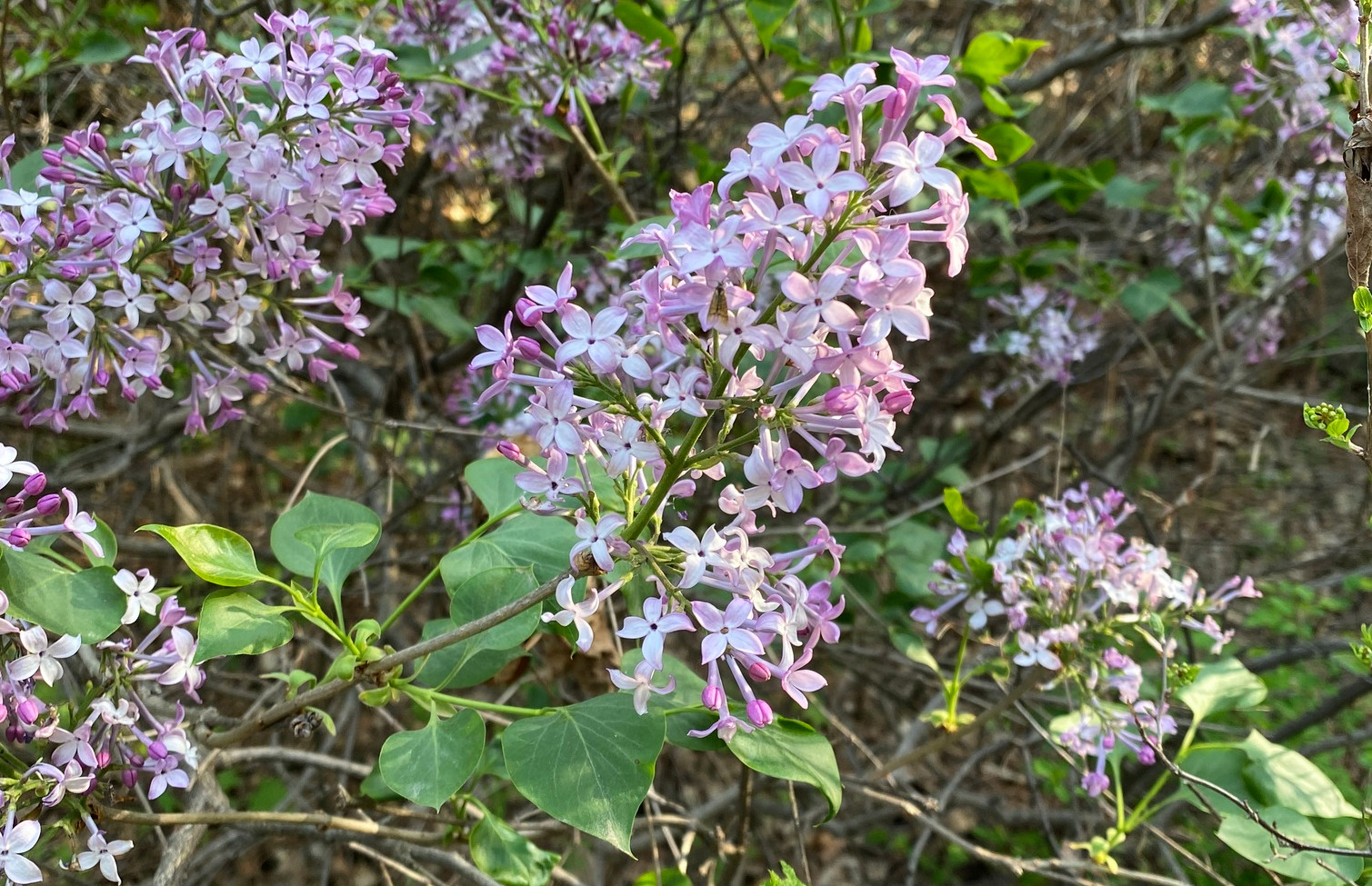 syringa_obla.jpg syringa_obla.jpg