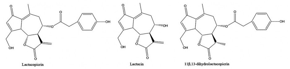 lactu_cich.jpg lactu_cich.jpg