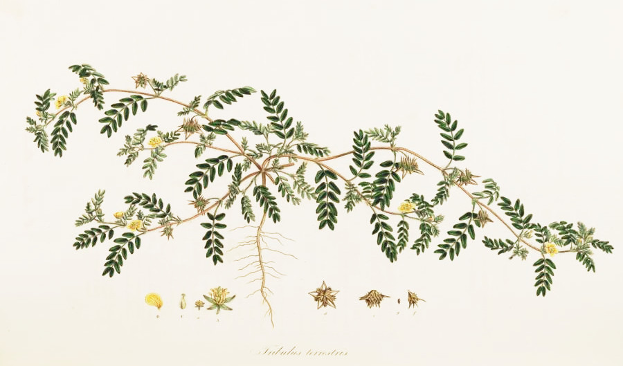 tribulus.jpg tribulus.jpg