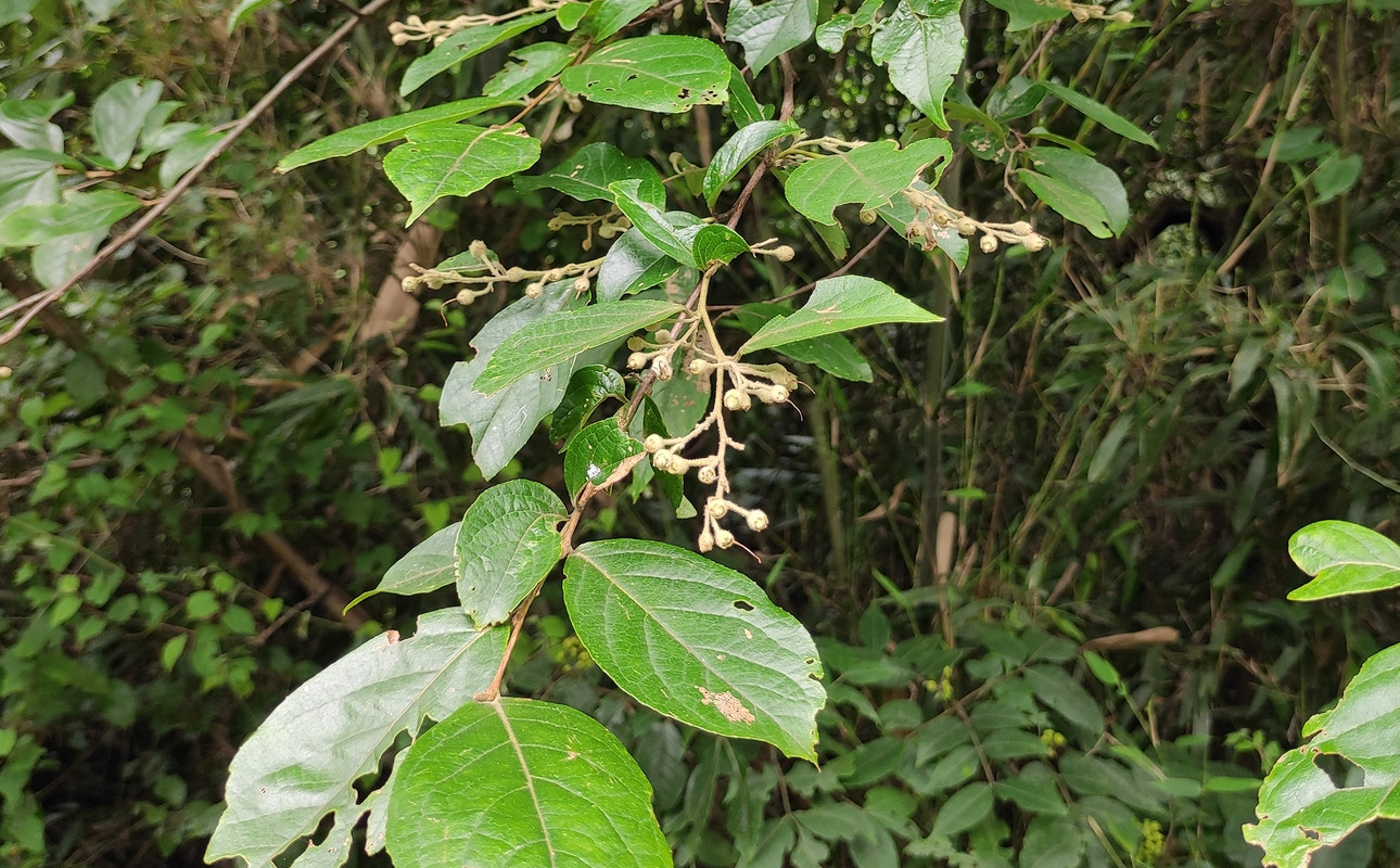 styrax_benzo.jpg styrax_benzo.jpg